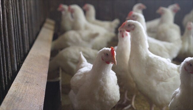 Perguntas e respostas sobre a gripe aviária A(H5N1) - OPAS/OMS